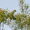 Monk Parakeet