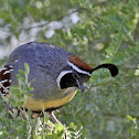 Gambel's Quail
