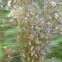 Fishing Spiders