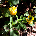 Low Hop Clover