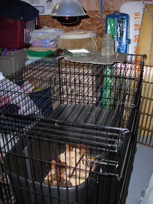 Brooder top