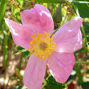 Wild Rose