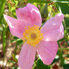 Wild Rose