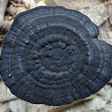 Bracket Fungus