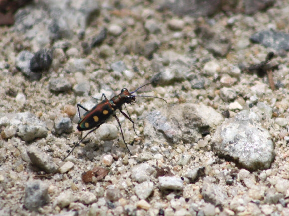 Spotting Image 1