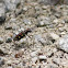 Tiger Beetle