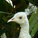 White Peahen and chick