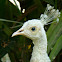 White Peahen and chick