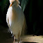 Cattle Egret