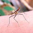 Banana-stalk Fly