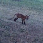 Red Fox