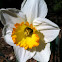 Daffodil