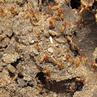 Snouted harvester termites