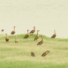 નાનીસીસોટી Lesser Whistling Duck
