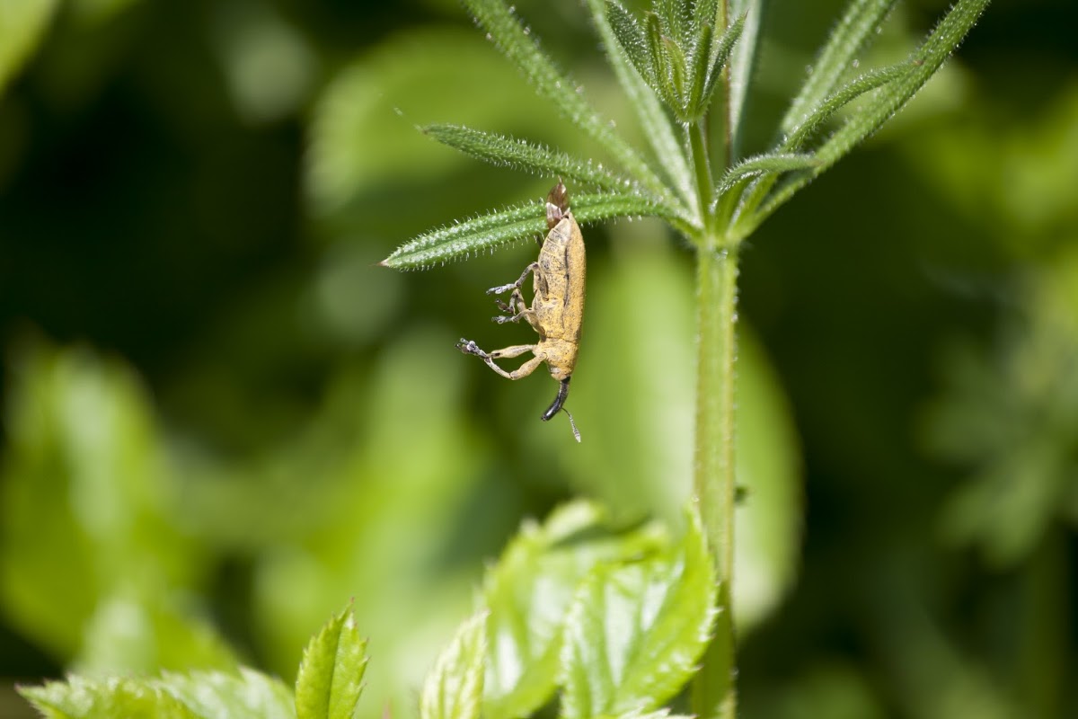 Weevil