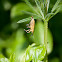 Weevil