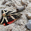 Euplagia quadripunctaria