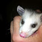 Opossum