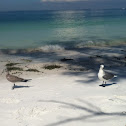 Laughing gull, non-breeding adults with juvenile