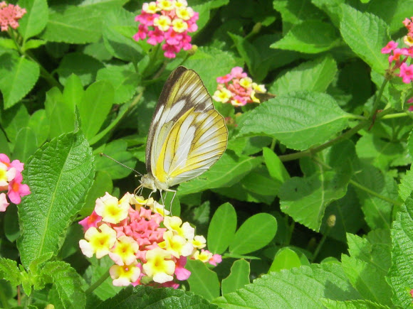 Spotting Image 1