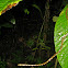 Ringed Snail-Eater