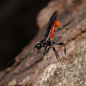 Braconid wasp