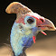Helmeted Guineafowl
