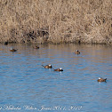 White-headed Duck; Malvasía