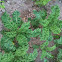 Kale
