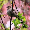 pine siskin