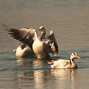 Bar headed goose