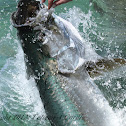 Tarpon