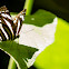 Sailer Butterfly