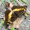 orange-banded plane