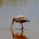Yellow-billed Stork