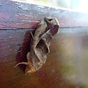 Moth