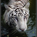 white tiger