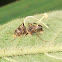 Zombie Ant (infected)