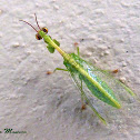 Green Mantisfly
