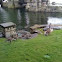 Canada Geese