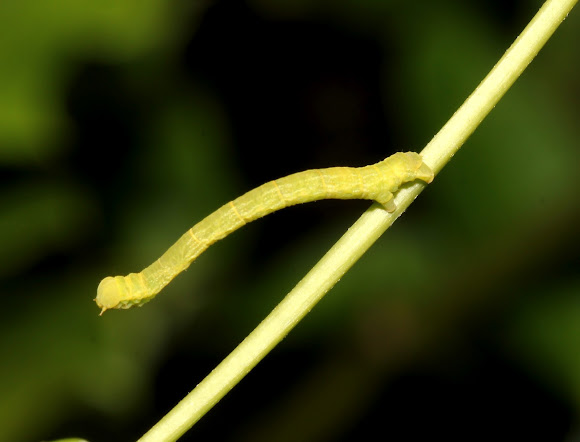 Spotting Image 1