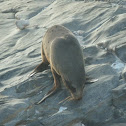 New Zealand Fur Seal