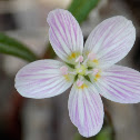 Spring Beauty