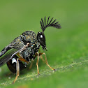 Eucharitid wasp