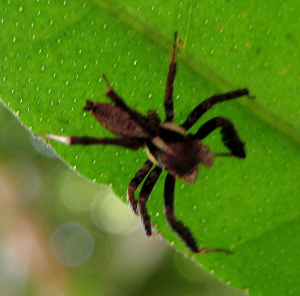 Portia Jumping Spider Project Noah