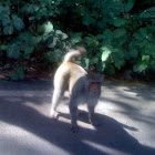 Red Bum Monkey