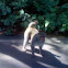 Red Bum Monkey