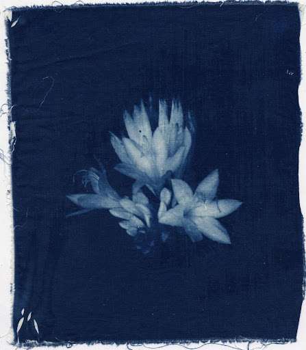 Cyanotype on Cotton