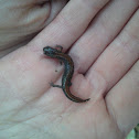 Northern Zigzag Salamander