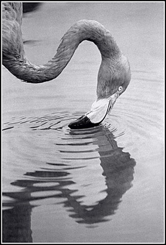 Flamingo. Foto: Horacio Iannella